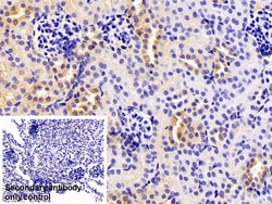 Invitrogen ORM2 Polyclonal Antibody 200 &mu;L; Unconjugated:Antibodies,