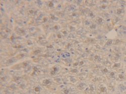 Invitrogen ORM2 Polyclonal Antibody 200 &mu;L; Unconjugated:Antibodies,
