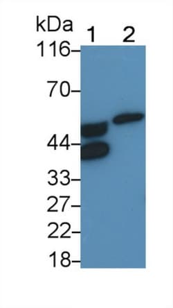 Invitrogen ORM2 Polyclonal Antibody 200 &mu;L; Unconjugated:Antibodies,