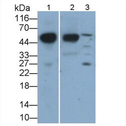 Invitrogen ORM2 Polyclonal Antibody 200 &mu;L; Unconjugated:Antibodies,