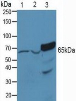 Invitrogen PAK1 Polyclonal Antibody:Antibodies:Primary Antibodies