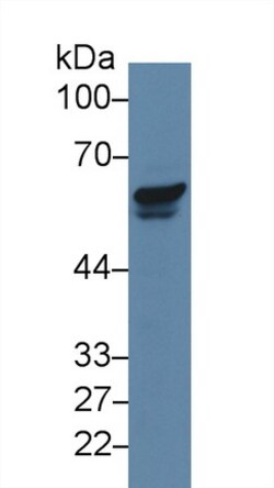 Invitrogen PAK2 Polyclonal Antibody 20 &mu;L; Unconjugated:Antibodies,
