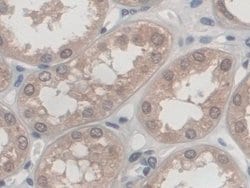 Invitrogen Palladin Polyclonal Antibody:Antibodies:Primary Antibodies