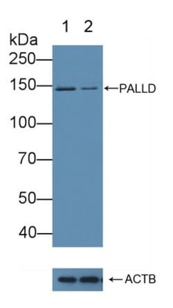 Invitrogen Palladin Polyclonal Antibody:Antibodies:Primary Antibodies