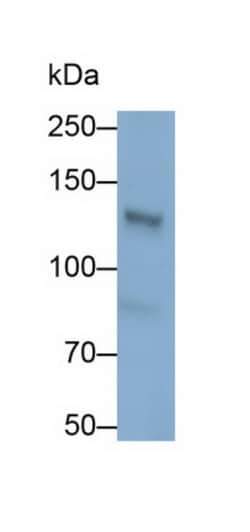 Invitrogen Palladin Polyclonal Antibody 200 &mu;L; Unconjugated:Antibodies,