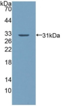Invitrogen Palladin Polyclonal Antibody:Antibodies:Primary Antibodies