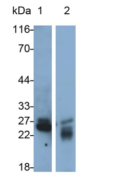 Invitrogen CELA1 Polyclonal Antibody 200 &mu;L; Unconjugated:Antibodies,