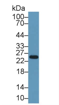 Invitrogen CELA1 Polyclonal Antibody 200 &mu;L; Unconjugated:Antibodies,