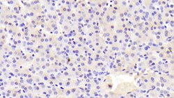 Invitrogen PON2 Polyclonal Antibody:Antibodies:Primary Antibodies