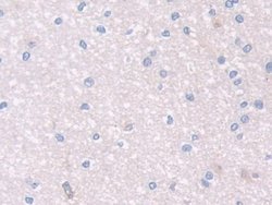 Invitrogen PON2 Polyclonal Antibody:Antibodies:Primary Antibodies