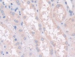 Invitrogen PON2 Polyclonal Antibody:Antibodies:Primary Antibodies