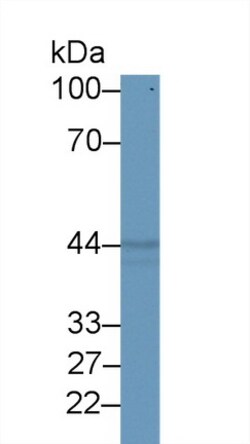 Invitrogen PON2 Polyclonal Antibody:Antibodies:Primary Antibodies