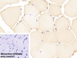 Invitrogen DJ-1 Polyclonal Antibody 200 &mu;L; Unconjugated:Antibodies,