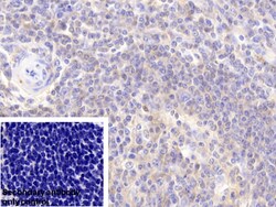 Invitrogen DJ-1 Polyclonal Antibody 200 &mu;L; Unconjugated:Antibodies,