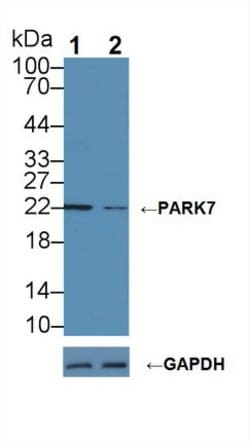 DJ-1 Polyclonal Antibody, Invitrogen 20 &mu;L; Unconjugated:Antibodies,