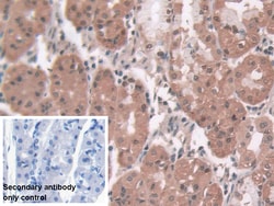 Invitrogen Pepsin Polyclonal Antibody:Antibodies:Primary Antibodies