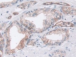 Invitrogen Pepsin Polyclonal Antibody 200 &mu;L; Unconjugated:Antibodies,