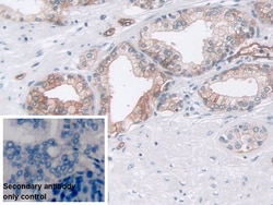 Invitrogen Pepsin Polyclonal Antibody:Antibodies:Primary Antibodies