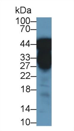 Invitrogen Pepsin Polyclonal Antibody 200 &mu;L; Unconjugated:Antibodies,
