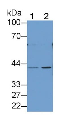 Invitrogen PGA5 Polyclonal Antibody 20 &mu;L; Unconjugated:Antibodies,
