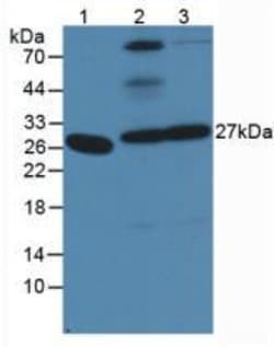 Invitrogen PGA5 Polyclonal Antibody 20 &mu;L; Unconjugated:Antibodies,