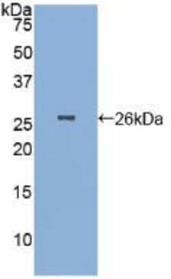Invitrogen PGA5 Polyclonal Antibody 20 &mu;L; Unconjugated:Antibodies,