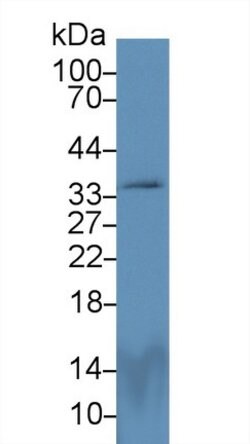 Invitrogen PEX2 Polyclonal Antibody:Antibodies:Primary Antibodies
