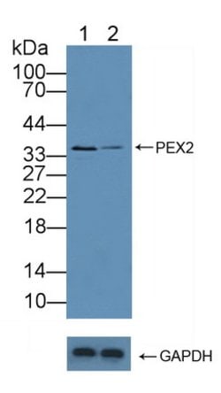 Invitrogen PEX2 Polyclonal Antibody:Antibodies:Primary Antibodies