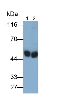 Invitrogen PAH Polyclonal Antibody 20 &mu;L; Unconjugated:Antibodies, Polyclonal