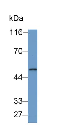 Invitrogen PAH Polyclonal Antibody 20 &mu;L; Unconjugated:Antibodies, Polyclonal