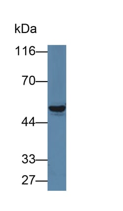 Invitrogen PAH Polyclonal Antibody 20 &mu;L; Unconjugated:Antibodies, Polyclonal