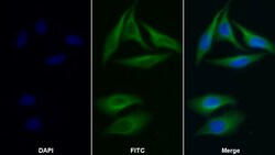 Invitrogen FARS2 Polyclonal Antibody:Antibodies:Primary Antibodies