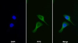 Invitrogen FARS2 Polyclonal Antibody:Antibodies:Primary Antibodies