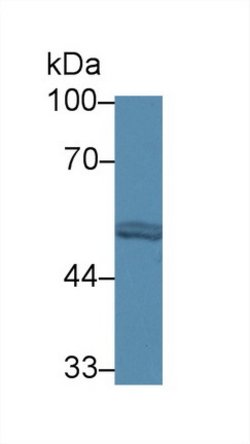 Invitrogen FARS2 Polyclonal Antibody:Antibodies:Primary Antibodies