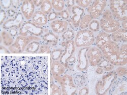 Invitrogen PGM1 Polyclonal Antibody 200 &mu;L; Unconjugated:Antibodies,