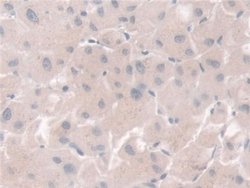 Invitrogen PGM1 Polyclonal Antibody 200 &mu;L; Unconjugated:Antibodies,