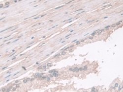 Invitrogen PGM1 Polyclonal Antibody 200 &mu;L; Unconjugated:Antibodies,