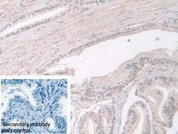 Invitrogen PGM1 Polyclonal Antibody 200 &mu;L; Unconjugated:Antibodies,