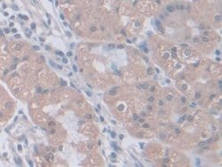 Invitrogen PGM1 Polyclonal Antibody 200 &mu;L; Unconjugated:Antibodies,
