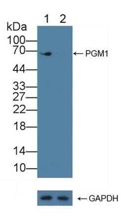 Invitrogen PGM1 Polyclonal Antibody 200 &mu;L; Unconjugated:Antibodies,