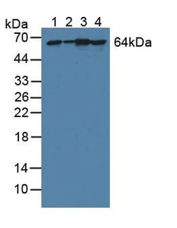Invitrogen PGM1 Polyclonal Antibody 200 &mu;L; Unconjugated:Antibodies,