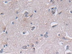 Invitrogen PGK1 Polyclonal Antibody 20 &mu;L; Unconjugated:Antibodies,