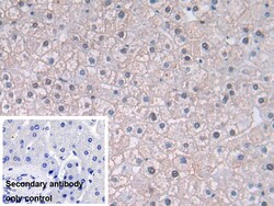 Invitrogen PGK1 Polyclonal Antibody 20 &mu;L; Unconjugated:Antibodies,