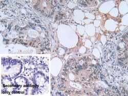 Invitrogen PGK1 Polyclonal Antibody 20 &mu;L; Unconjugated:Antibodies,