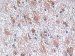 Invitrogen PGK1 Polyclonal Antibody 20 &mu;L; Unconjugated:Antibodies,