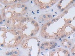 Invitrogen PGK1 Polyclonal Antibody 20 &mu;L; Unconjugated:Antibodies,