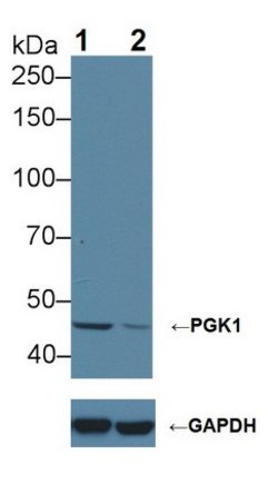 Invitrogen PGK1 Polyclonal Antibody 20 &mu;L; Unconjugated:Antibodies,