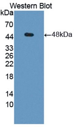 Invitrogen PGK1 Polyclonal Antibody 20 &mu;L; Unconjugated:Antibodies,