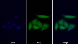 Invitrogen PHPT1 Polyclonal Antibody 200 &mu;L; Unconjugated:Antibodies,