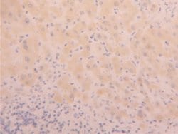 Invitrogen PHPT1 Polyclonal Antibody 200 &mu;L; Unconjugated:Antibodies,